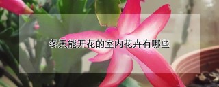 冬天能开花的室内花卉有哪些,第1图