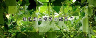 丝瓜怎么修剪才能高产,第1图