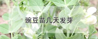 豌豆苗几天发芽,第1图