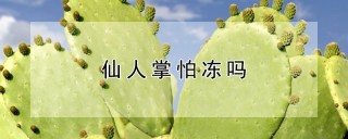 仙人掌怕冻吗,第1图