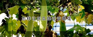 怎样让丝瓜雄花变雌花,第1图