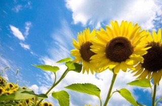 太阳花是不是向日葵，不是/而是一种极具观赏性的植物,第6图