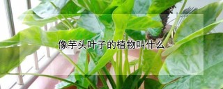 像芋头叶子的植物叫什么,第1图