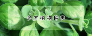 多肉植物种类,第1图