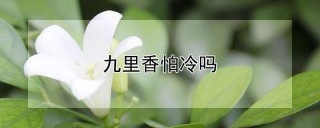 九里香怕冷吗,第1图