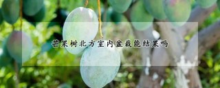 芒果树北方室内盆栽能结果吗,第1图