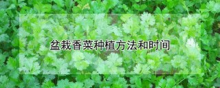 盆栽香菜种植方法和时间,第1图