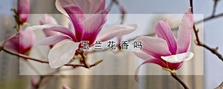 玉兰花香吗,第1图