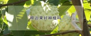 释迦果好种植吗,第1图