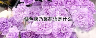 紫色康乃馨花语是什么,第1图