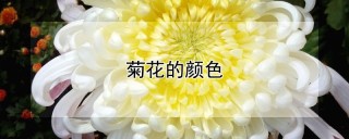 菊花的颜色,第1图