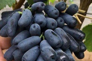 蓝宝石葡萄可以露天种植吗,第3图