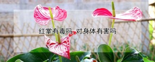 红掌有毒吗,对身体有害吗,第1图