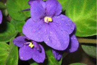 紫罗兰怎么浇水，紫罗兰多久浇一次水/保持土壤湿润,第4图