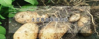 土豆育苗栽培方法,第1图