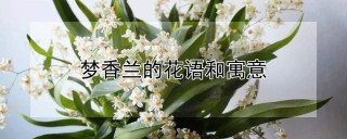 梦香兰的花语和寓意,第1图