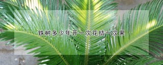 铁树多少年开一次花结一次果,第1图