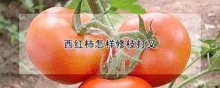 西红柿怎样修枝打叉,第1图