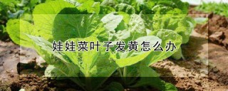 娃娃菜叶子发黄怎么办,第1图