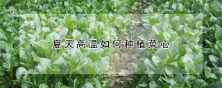 夏天高温如何种植菜心,第1图