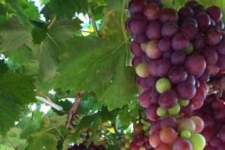 葡萄的品种有哪些,第3图