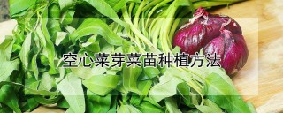 空心菜芽菜苗种植方法,第1图