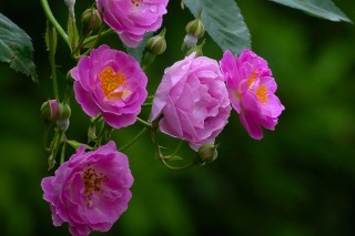蔷薇花繁殖方法和注意事项,第3图