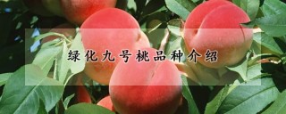 绿化九号桃品种介绍,第1图