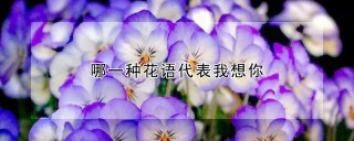 哪一种花语代表我想你,第1图