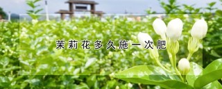 茉莉花多久施一次肥,第1图