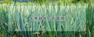 大葱移栽后的管理,第1图