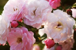 蔷薇花花语,第3图