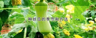 种丝瓜的季节和方法,第1图