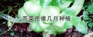 芥菜疙瘩几月种植,第1图