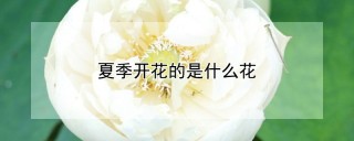 夏季开花的是什么花,第1图