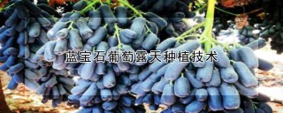 蓝宝石葡萄露天种植技术,第1图