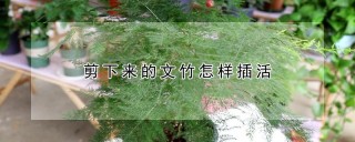 剪下来的文竹怎样插活,第1图