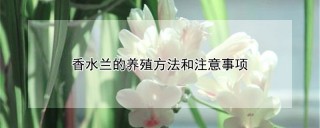 香水兰的养殖方法和注意事项,第1图