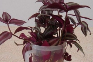 紫吊兰怎么浇水,第2图