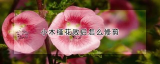 小木槿花败后怎么修剪,第1图