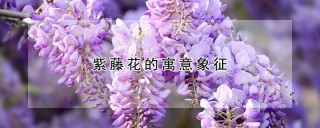 紫藤花的寓意象征,第1图