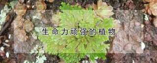 生命力顽强的植物,第1图