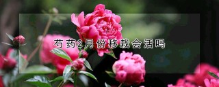 芍药2月份移栽会活吗,第1图