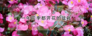 一年四季都开花的盆栽,第1图