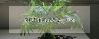 风尾竹和风尾葵是一样吗,第1图