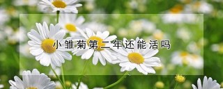 小雏菊第二年还能活吗,第1图