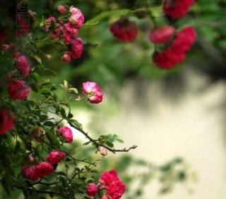 蔷薇花的功效和作用，清热祛暑又和胃,第3图
