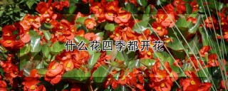 什么花四季都开花,第1图