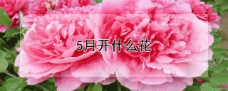 5月开什么花,第1图