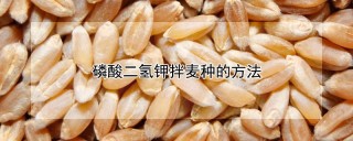 磷酸二氢钾拌麦种的方法,第1图